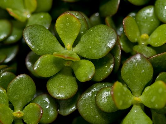 click to free download the wallpaper--Green Plant Pictures, Waterdrops on Small Green Leaves, Fresh Scenery
