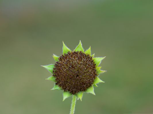click to free download the wallpaper--Green Sunflowers Image, Tiny Sunflower on Light Green Background