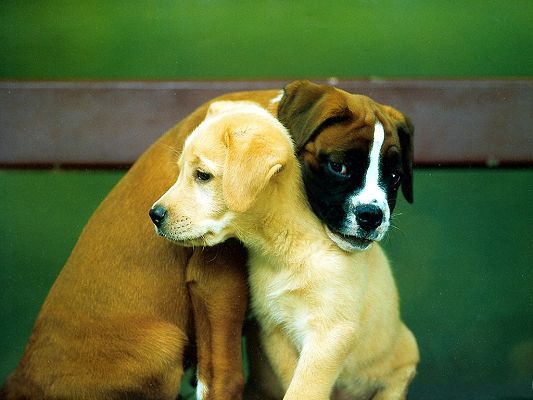 click to free download the wallpaper--Guide Dogs Pic, Two Puppies Hugging Each Other, What a Touching Scene!