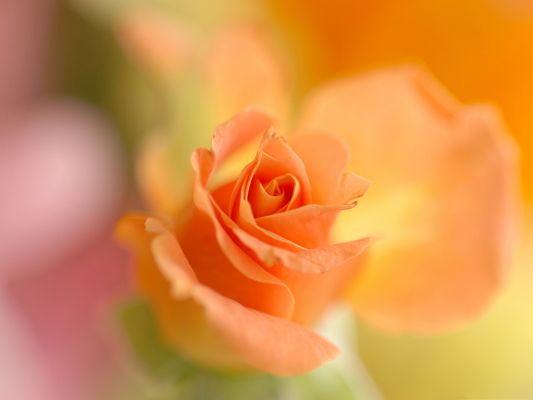 click to free download the wallpaper--HD Wide Wallpaper, Orange Flower in Bloom, Go Ahead and Smile It!