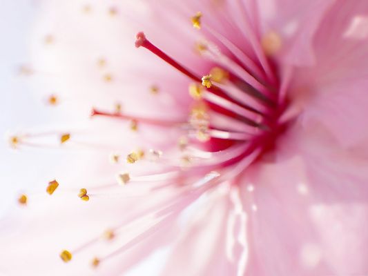 click to free download the wallpaper--HD Wide Wallpaper, Pink Flowers in Blossom, Shall Look Good on Multiple Devices