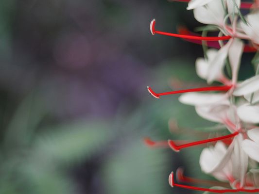 click to free download the wallpaper--Hawaii Flowers Image, White Blooming Flowers with Red Stamen, Incredible Scenery