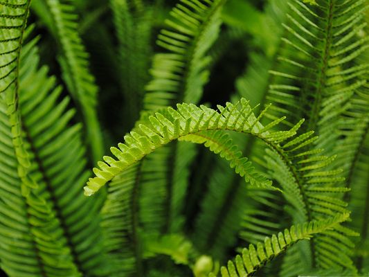 click to free download the wallpaper--High Quality Computer Wallpaper, Green Fern in Great Growth