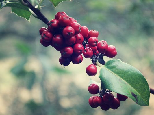 click to free download the wallpaper--High Quality Fruits Wallpaper, Holly in Great Growth, Nice Look