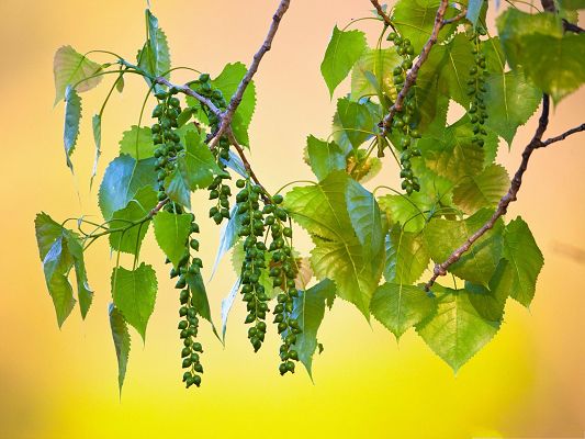 click to free download the wallpaper--High Quality Fruits Wallpaper, Wild Tree Fruits Under Green Leaves