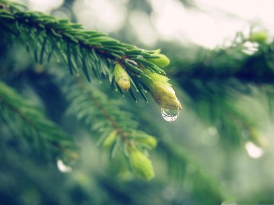 click to free download the wallpaper--High Quality Wallpaper Background, Wet Spruce Twigs, Waterdrops About to Fall