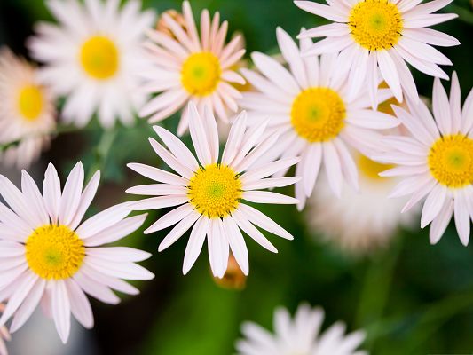 click to free download the wallpaper--High Quality Wallpaper Background, White Flowers in Blossom, Fully Stretched Arms