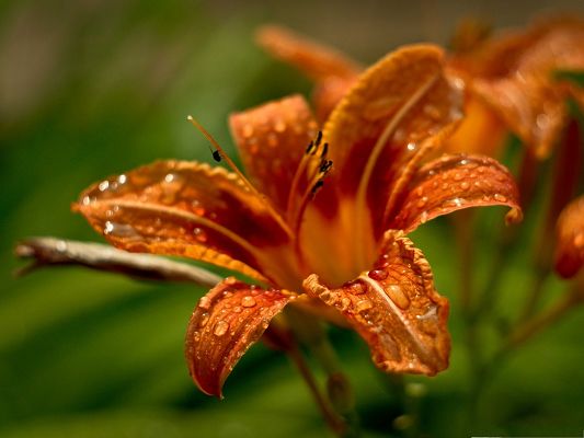 click to free download the wallpaper--High Quality Wallpaper for Computer, Orange Lilies in Bloom, Great Nature Landscape
