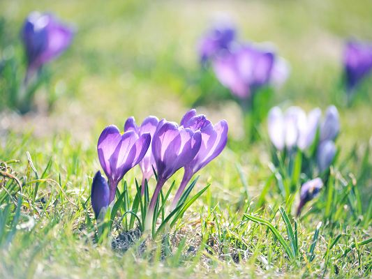 click to free download the wallpaper--High Quality Wallpapers and Backgrounds, Purple Crocuses Under Sunlight