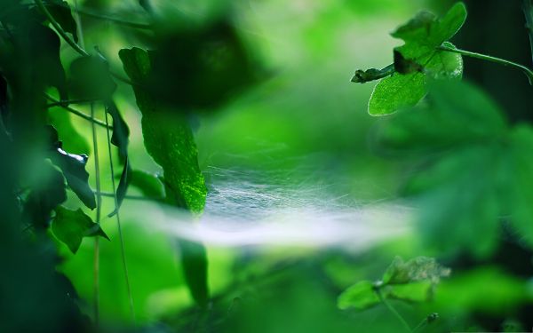 click to free download the wallpaper--High Quality Wallpapers and Backgrounds, Spider Web Trap, the Wonderful Nature! 