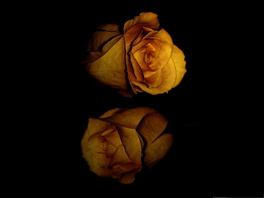 click to free download the wallpaper--High Resolution Wallpapers, Blooming Yellow Flowers, Dark Background