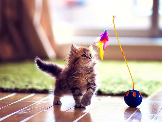 click to free download the wallpaper--High Resolution Wallpapers, Cute Kitten Playing, I Will Follow You