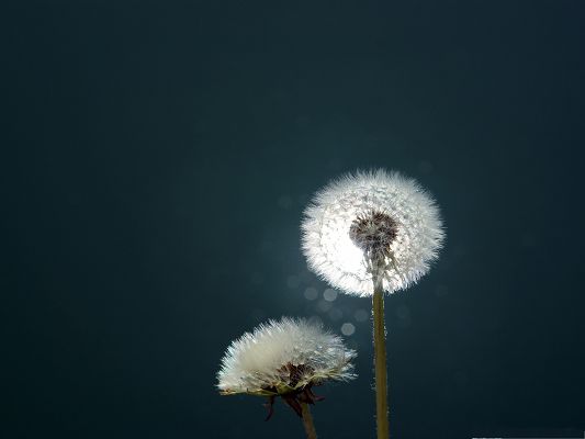 click to free download the wallpaper--High Resolution Wallpapers, Dandelions Close Up, Put Against Dark Background