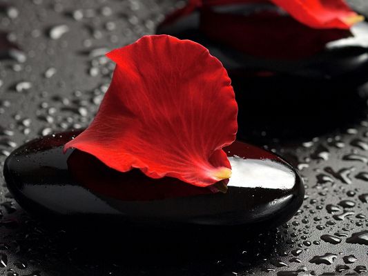 click to free download the wallpaper--High Resolution Wallpapers, Rose Petals on Zen Stones, Shinning Look