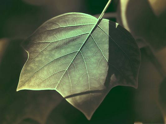 click to free download the wallpaper--High Resolution Wallpapers, Tree Leaves Under Sunlight, Every Layer is Shown Clearly