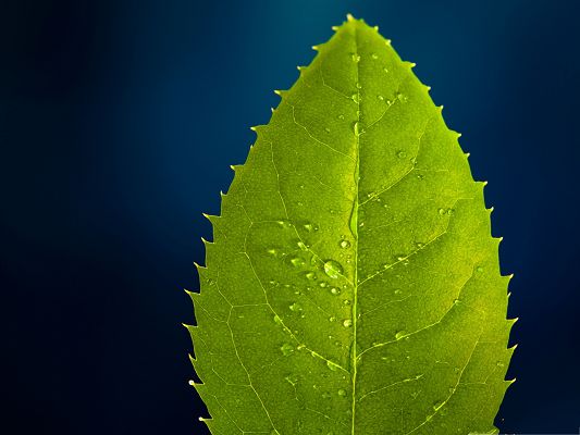 click to free download the wallpaper--High Resolution Wallpapers, a Green Leaf on Blue Background, Tiny Rain Drops on Lead