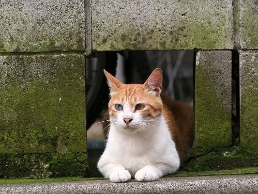 click to free download the wallpaper--Homeless Cat Picture, the Tiny Hole in the Wall Will be Its Shelter