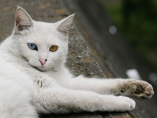 click to free download the wallpaper--Homeless City Cat Image, Eyes in Blue and Yellow, White Fur, Has to be Taken Home