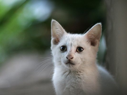 click to free download the wallpaper--Homeless City Cat Image, White Kitten in the Street, Green Trees as Background