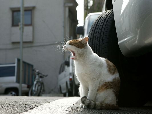 click to free download the wallpaper--Homeless City Cat Pictures, Kitten Sleeping Under the Car, Weakening Up in Early Morning