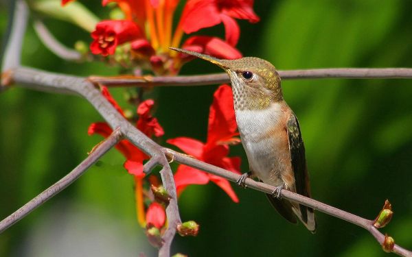 click to free download the wallpaper--Hummingbird Images, Little Bird Approaching Red Flowers, Smell and Suck It