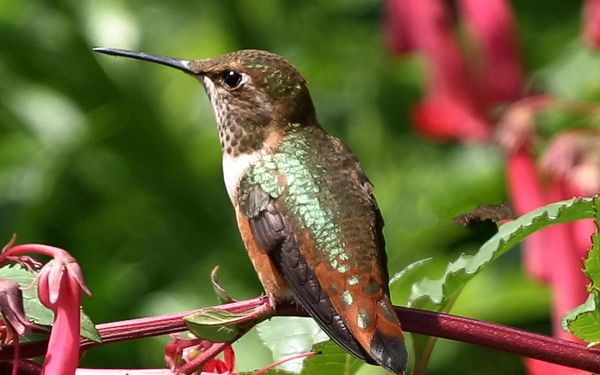 click to free download the wallpaper--Hummingbird Images, Taking a Rest, Small and Cute Bird