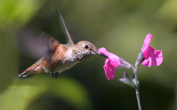 click to free download the wallpaper--Hummingbird Photo, Hummingbird Sucking the Flower Honey, the Smallest Bird