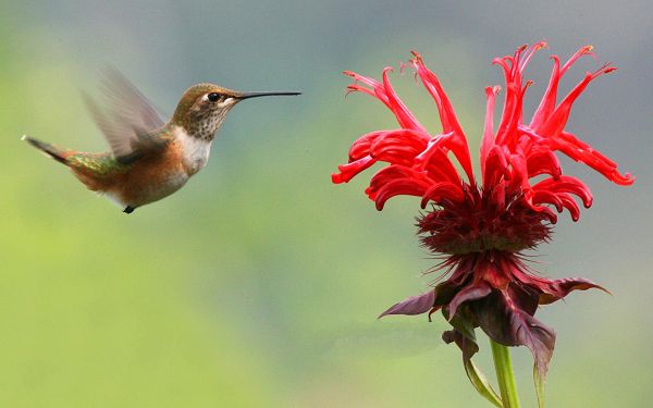click to free download the wallpaper--Hummingbird in Fly, Approaching Red Blooming Flower, Love Each Other