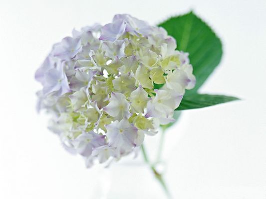 click to free download the wallpaper--Hydrangea Picture, White and Purple Flowers in Bloom, Green Leaves