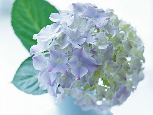 click to free download the wallpaper--Hydrangea Picture, White to Purple Pincushion, Green Leaves

