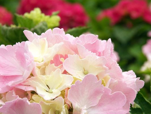 click to free download the wallpaper--Hydrangea Pictures, Pink to White Flowers Blooming, They Are Happy
