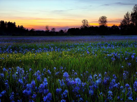 click to free download the wallpaper--Image of Blue Flowers, Tiny Flower in Bloom, Golden Horizon 
