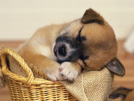 click to free download the wallpaper--Image of Cute Animals, I Miss You So Much, It is Not Easy to Fall Asleep