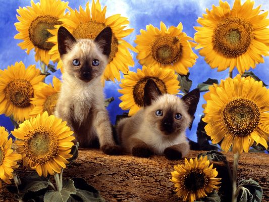 click to free download the wallpaper--Image of Cute Cats, Two Kittens Around Nature Flowers, Peaceful Look