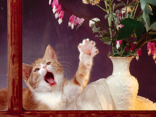 click to free download the wallpaper--Image of Cute Kitten, Paws Stretched Toward the Pink Flower, Are They for Eating