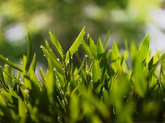 click to free download the wallpaper--Image of Green Plants, Grass with Shinning Rain Drops, Early Morning 
