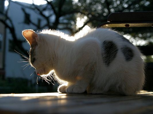 click to free download the wallpaper--Image of Homeless Cat, Sunlight Pouring on the White Kitten, Warming It Up