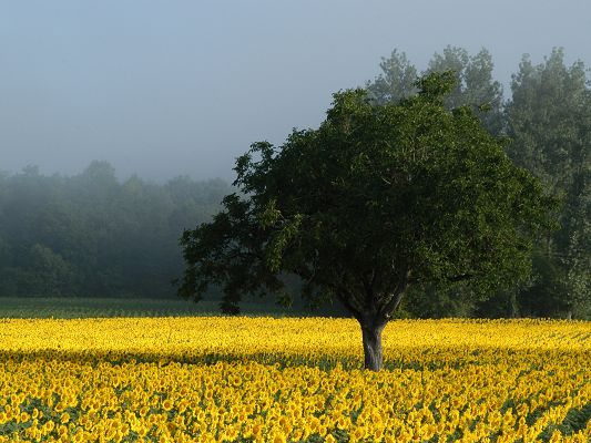 Image of Natural Landscape, Sunflower Field, a Tall Green Tree Under the Blue Sky