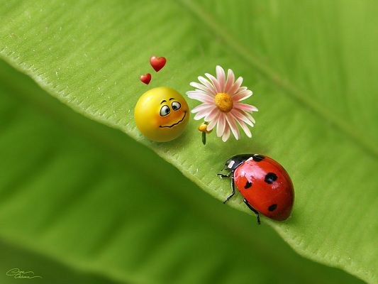 click to free download the wallpaper--Image of Nature Landscape, Smiling and Walking Slowly, Plants and Insects Are in Love