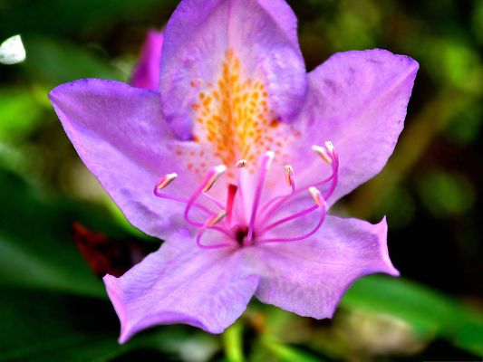 click to free download the wallpaper--Image of Purple Flower, Beautiful Blooming Flower in the Backyard