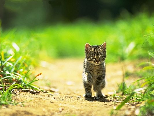 click to free download the wallpaper--Image of Pussy Cat, Walking and Dancing in the Green