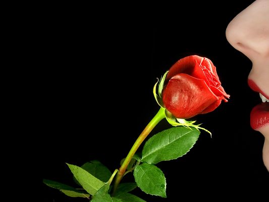 click to free download the wallpaper--Image of TV Shows, a Red Rose in Bud, Red Lips Getting Closer and Closer