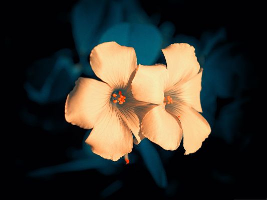 click to free download the wallpaper--Image of Two Flowers, Blooming Little Flowers Put Against Dark Blue Background
