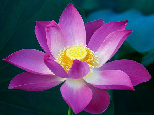 click to free download the wallpaper--Images of Lotus Flower, Pink Petals and Yellow Stamen, Amazing Scenery