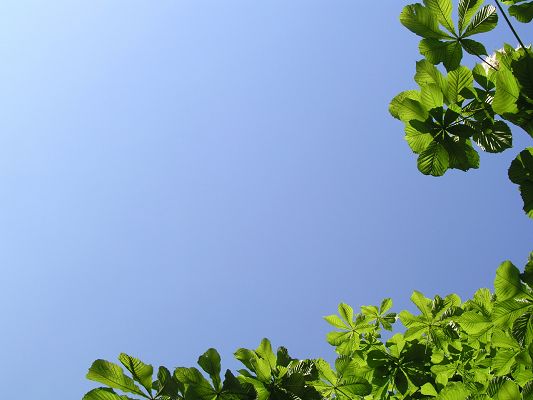 click to free download the wallpaper--Images of Nature Landscape, Green Leaves Under the Blue Sky, Prosperous Scenery