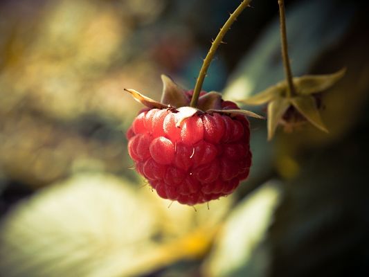 click to free download the wallpaper--Images of Nature Landscape, Raspberry Macro, Pink and Prosperous Plants, Great Scene