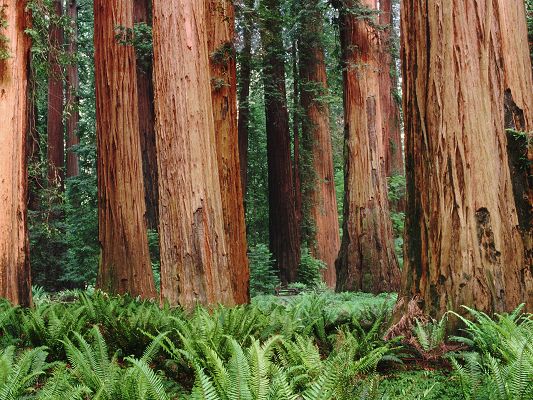 click to free download the wallpaper--Images of Nature Landscape, Redwoods Among the Green Grass, Tall and Impressive