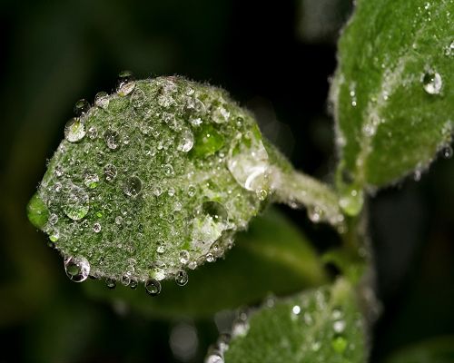 click to free download the wallpaper--Images of Nature Landscape, Waterdrops All Over the Green Leaf, Looking Like Snow 