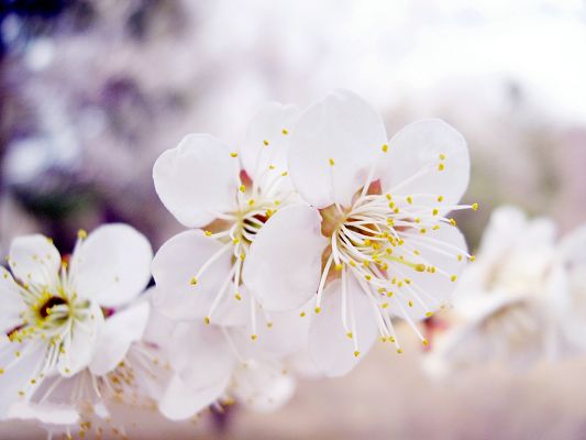 click to free download the wallpaper--Images of Peach and Cherry, Pure and Fresh Flowers, Amazing Scene