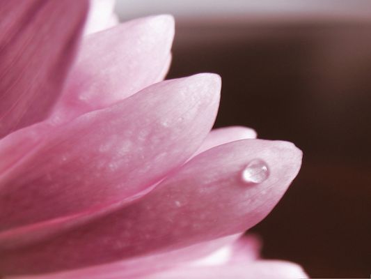 click to free download the wallpaper--Images of Pink Flower, Beautiful and Stretched Petals, a Rain Drop on Them